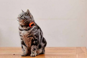 Kołnierz gps dla kotów - jak to działa?