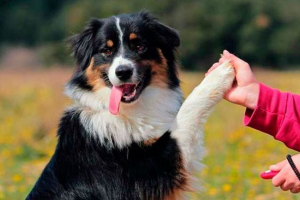 Podstawowe zasady pracy z klikalnikiem dla psów