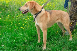 Cechy natury i edukacji rosyjskiego psa Cechy natury i edukacji rosyjskiego psa