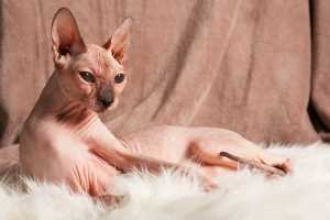 Funkcje cats breed sfinx