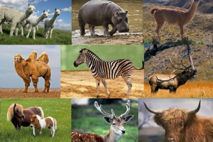 Cechy i dystrybucja ssaków Cechy i dystrybucja ssaków