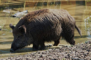 Funkcje zachowania dzika Funkcje zachowania dzika