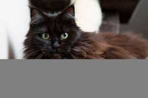 Cechy zachowania i treści rasy cat black maine coon Cechy zachowania i treści rasy cat black maine coon