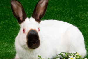 Cechy hodowli królików kalifornińskich Cechy hodowli królików kalifornińskich