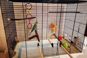 Cechy wyboru komórek dla papug