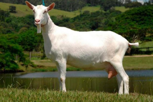 Cechy zeanenijskiej skały