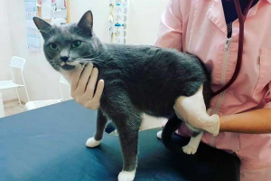 Osteosynteza w kotach - co to jest? Osteosynteza w kotach - co to jest?