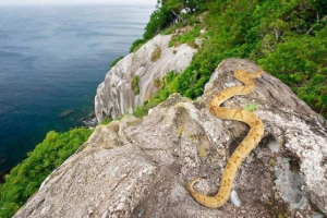 Botrops wyspy - trujący wąż