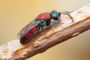 Osy błyszczące lub złote osy Osy błyszczące lub złote osy