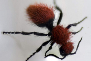 Osp-chims lub puszyste osy