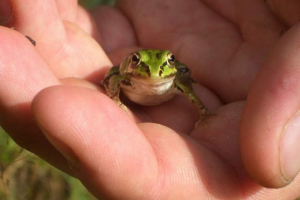 Z ropki są brodawki? Cała prawda o dziwnym mit Z ropki są brodawki? Cała prawda o dziwnym mit
