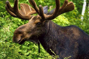 Ojciec i syn z woronezh pojawią się przed sądem na morderstwo elk Ojciec i syn z woronezh pojawią się przed sądem na morderstwo elk