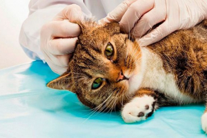 Zapalenie otworu w kota - jak się manifestuje? Zapalenie otworu w kota - jak się manifestuje?