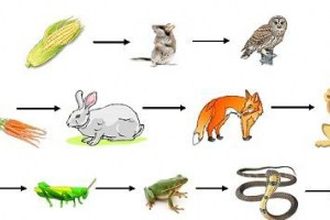 Różnica między łańcuchem pokarmowym z sieci żywności w ekosystemie