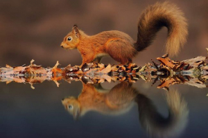 Odbicie zwierząt w wodzie: kto jest w świetle wszystkich pięknych? Odbicie zwierząt w wodzie: kto jest w świetle wszystkich pięknych?