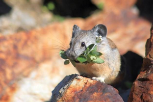 Co karmi mysz pola? Co karmi mysz pola?