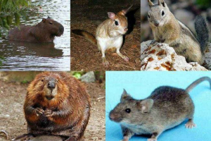 Połączenie gryzonie: klasyfikacja, cechy, żywność, zachowanie, reprodukcja i wartość Połączenie gryzonie: klasyfikacja, cechy, żywność, zachowanie, reprodukcja i wartość