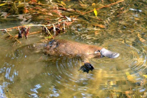 Odsunięcie jednorazowe lub ssaki clical - opis, znaki, przedstawiciele i zdjęcia Odsunięcie jednorazowe lub ssaki clical - opis, znaki, przedstawiciele i zdjęcia