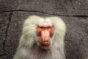 Naczepy oddziałowe: klasyfikacja, cechy, znaki, areal i status bezpieczeństwa