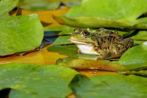 Jezioro frog