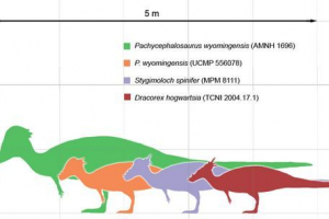 Pakhiceophalosaurus (pachycephalosaurus) Pakhiceophalosaurus (pachycephalosaurus)