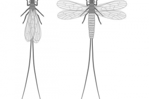 Paleodiosttes - prehistoryczne owady