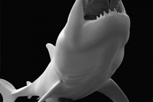 Paleokarharicias - starożytny rekin