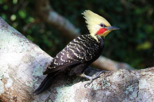 Palechaty celler - krewny dwarf dyatlov Palechaty celler - krewny dwarf dyatlov