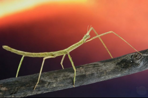 Używać wykrętów Używać wykrętów