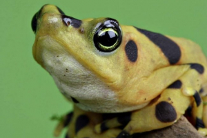 Panama złota żaba - trujący skarb Panama złota żaba - trujący skarb