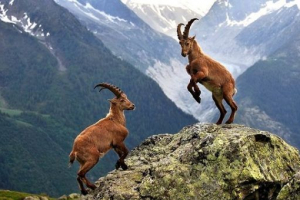 Mountain alpine goat ibex