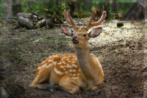 Zwierzęta japonii Zwierzęta japonii