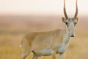 Czerwona książka regionu orenburg Czerwona książka regionu orenburg