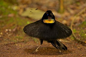 Carolia carol - paradise ptak