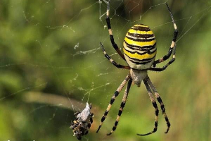 Pająk agria. Lifestyle i habitat agopes Pająk agria. Lifestyle i habitat agopes