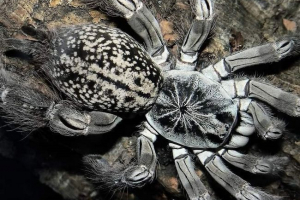 Spider-babul - trujący spiderman Spider-babul - trujący spiderman