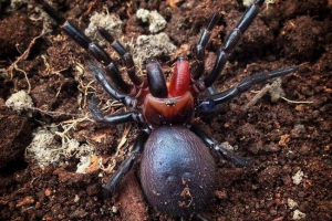 Spider-dracula: true lub mit? Spider-dracula: true lub mit?