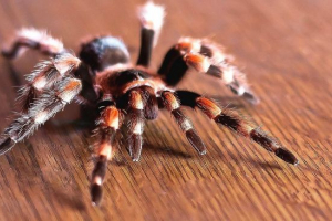 Pająk drobiowy Pająk drobiowy