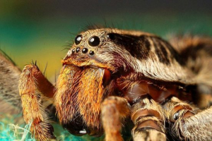 Pająk tarantul Pająk tarantul