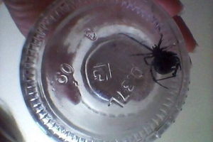 Spiders-karakirts przyjeżdżają do wołgogradu