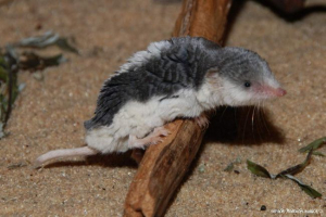 Pegii putuok - piękno wykopalisku Pegii putuok - piękno wykopalisku