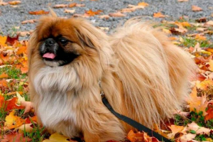 Pekińczyk Pekińczyk