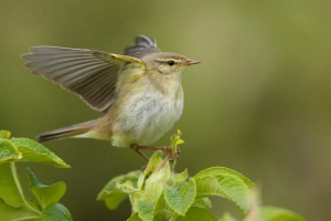 Petrochka-vesnyk - miska Petrochka-vesnyk - miska