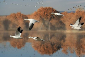 Migrujące ptaki. Opisy, typy i nazwy ptaków lotniczych Migrujące ptaki. Opisy, typy i nazwy ptaków lotniczych