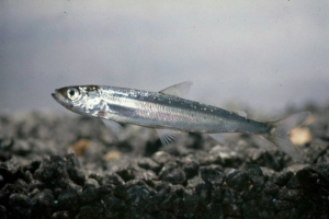 Pereslavsky ryapushka