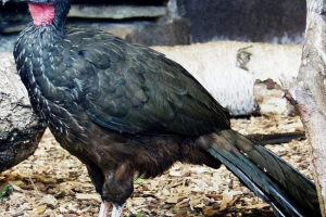 Pennaya penelope: opis, zdjęcia i filmy Pennaya penelope: opis, zdjęcia i filmy