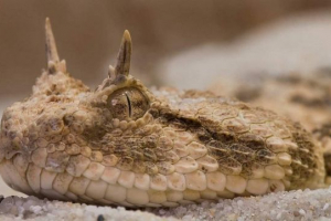 Perski horned viper - rzadki wąż z podświetleniem Perski horned viper - rzadki wąż z podświetleniem