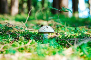 Pierwsze sprężyny grzyby Pierwsze sprężyny grzyby