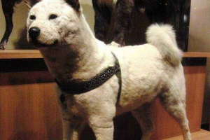 Pies khatiko - prawdziwa historia, jaka rodzaj rasy, fotografii, pomnika i filmografii