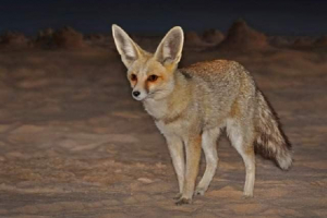 Ruppel's sand fox - zwierzę przystosowane do życia na pustyni